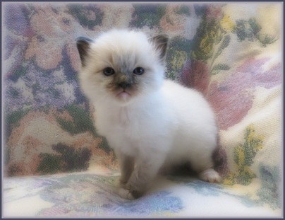 Seal mitted ragdoll kittens