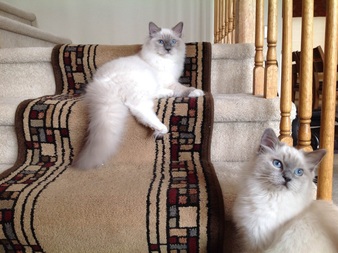 Blue colorpoint Blue mitted ragdoll cat