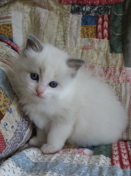 bicolor ragdoll kittens for sale