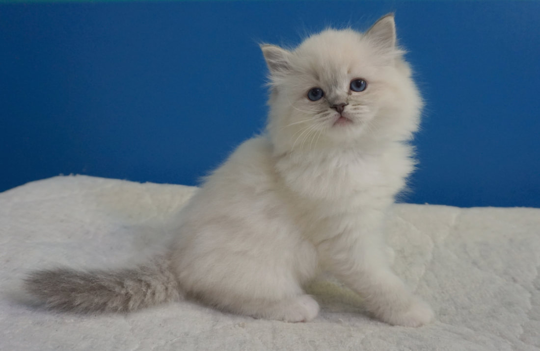 Ragdoll kittens for sale in Minnesota
