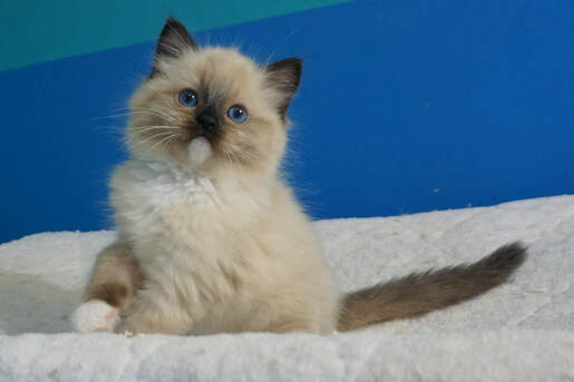 Seal mitted ragdoll kitten for sale in minnesota