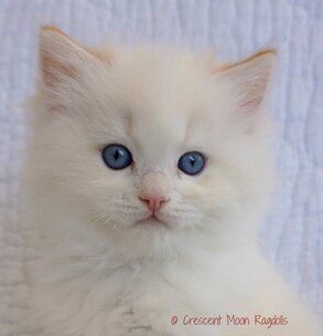 Seal Mitted RAgdoll