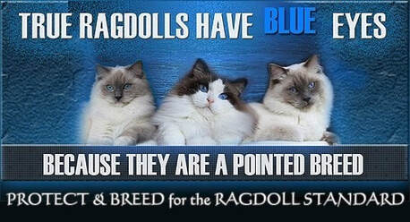 blue eyed ragdoll cat and kitten